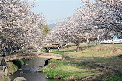 秋津川桜