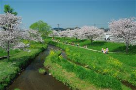 桜満開秋津川