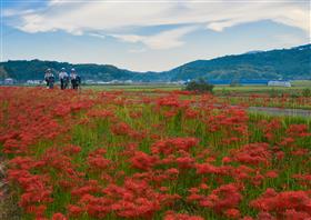 彼岸花