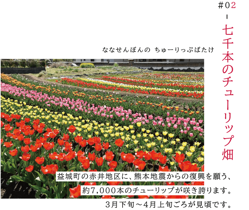 02七千本のチューリップ畑　益城町の赤井地区に、熊本地震からの復興を願う、 約七千本のチューリップが咲き誇ります。三月下旬から四月上旬ごろが見頃です。 （あたり一面の色とりどりのチューリップ畑の写真）