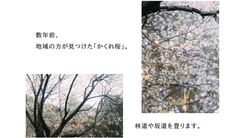 数年前、地域の方が見つけた「かくれ桜」林道や坂道を上ります。（美しく咲く桜の写真）