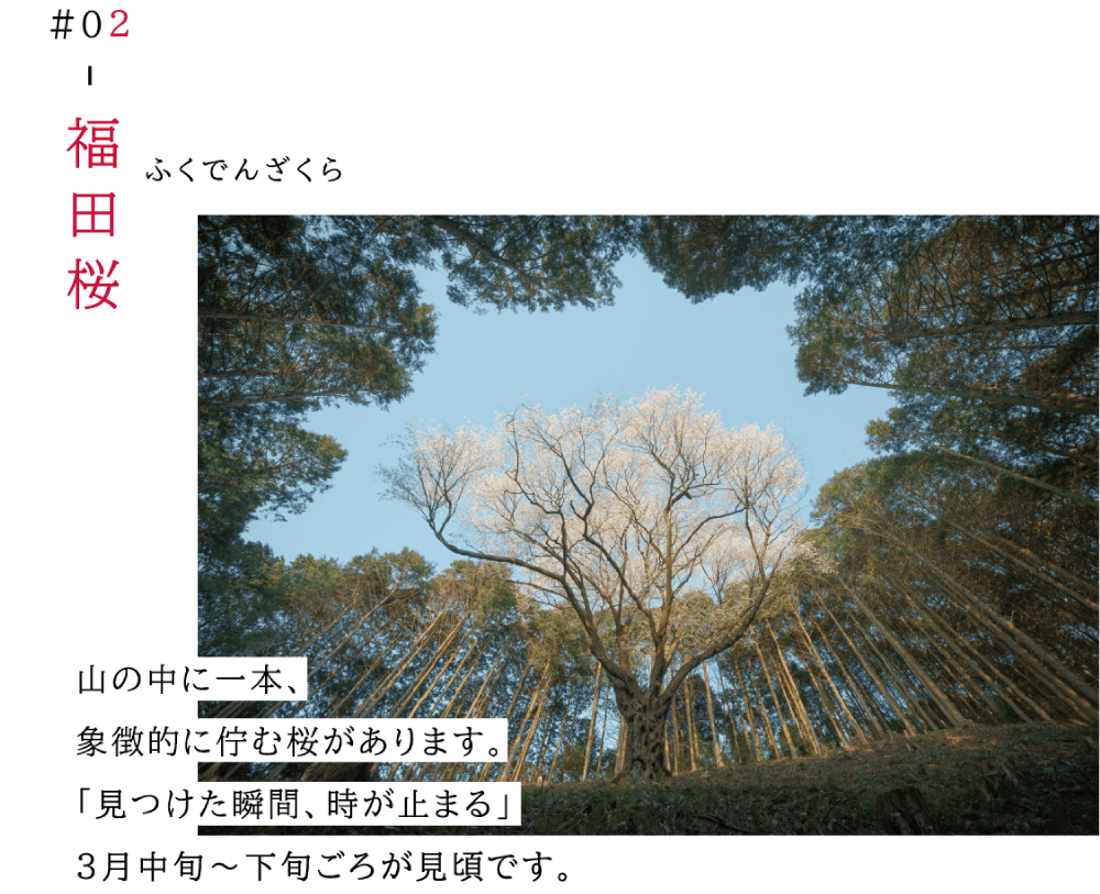 02 福田桜（ふくでんざくら）　山の中に一本、象徴的にたたずむ桜があります。見つけた瞬間 時が止まる。三月中旬から下旬ごろが見頃です。（周りに木が生い茂る中に堂々とたたずむ桜の写真）