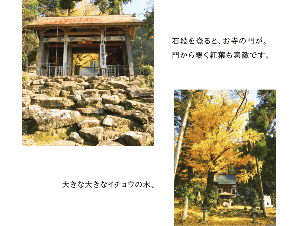 石段を登ると、お寺の門が。 門から覗く紅葉も素敵です。 大きな大きなイチョウの木。 （お寺の門から覗く黄色に色づく大イチョウが美しい写真）