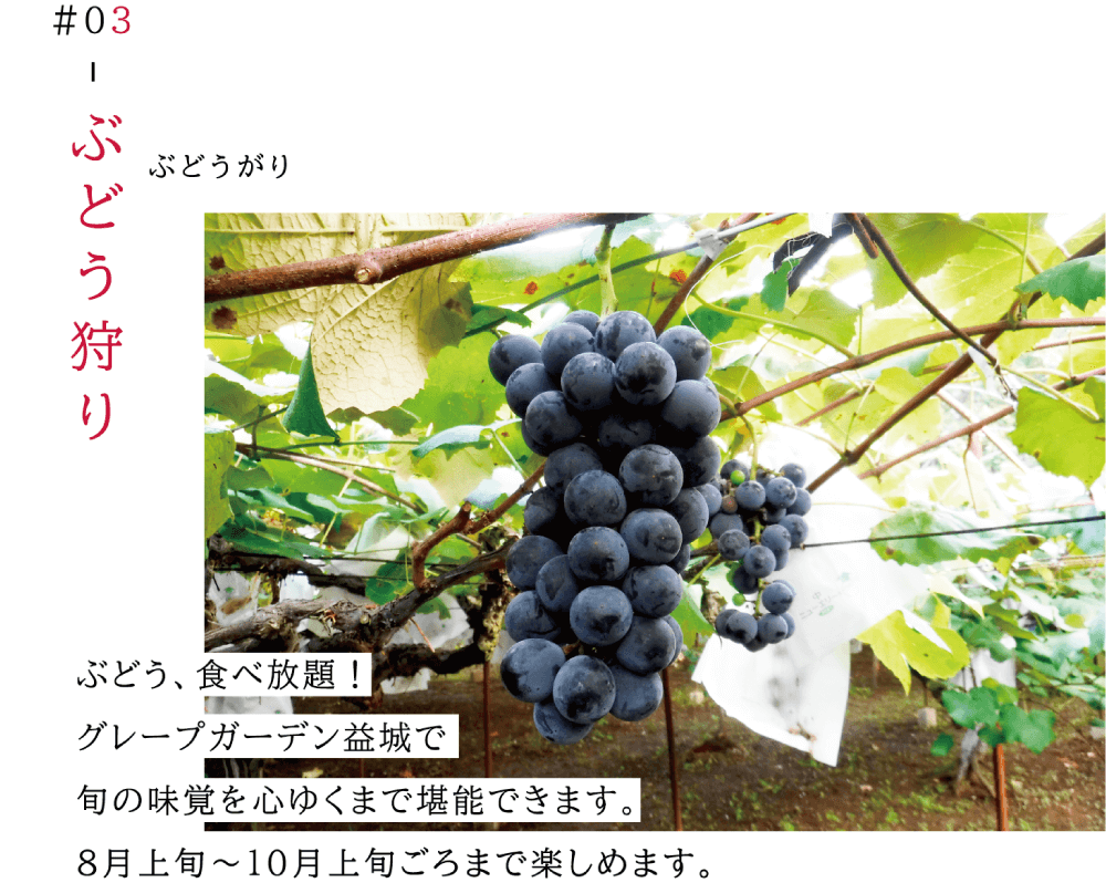 03ぶどう狩り ぶどう、食べ放題！グレープガーデン益城で旬の味覚を心ゆくまで堪能できます。 八月上旬から十月上旬ごろまで楽しめます。（みずみずしいブドウが木になっている写真）