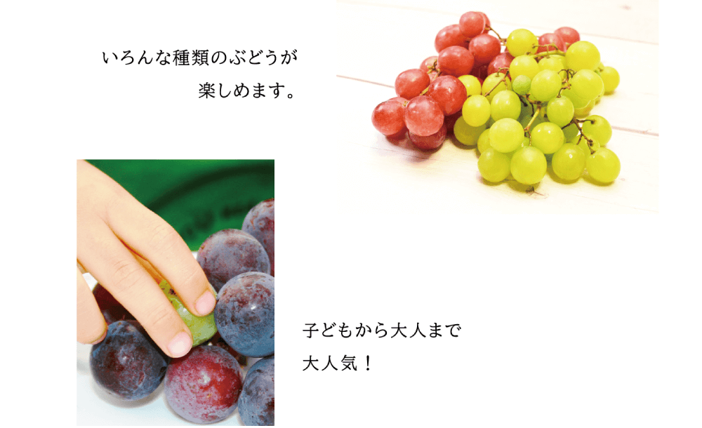 いろんな種類のぶどうが楽しめます。子どもから大人まで大人気！ （赤紫、黄緑、紫など、色とりどりのブドウの写真）