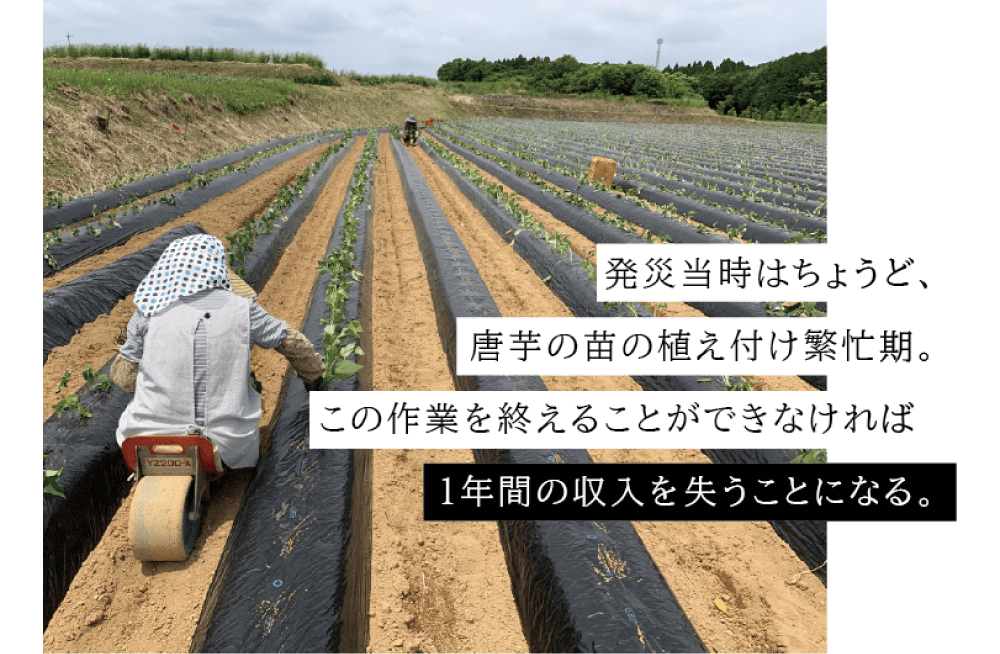 発災当時はちょうど、唐芋の苗の植え付け繁忙期。この作業を終えることができなければ 1年間の収入を失うことになる。（畝に唐芋の苗を植えている写真）