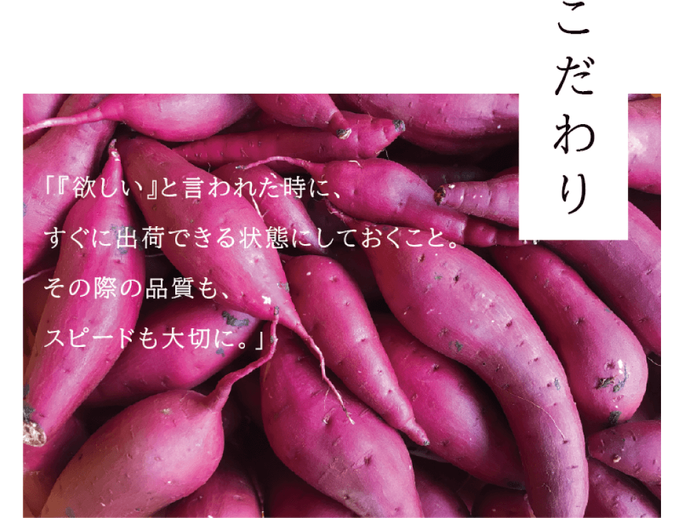 こだわり 「『欲しい』と言われた時に、すぐに出荷できる状態にしておくこと。その際の品質も、スピードも大切に。」 （赤紫色が美しい、たくさんの唐芋の写真）