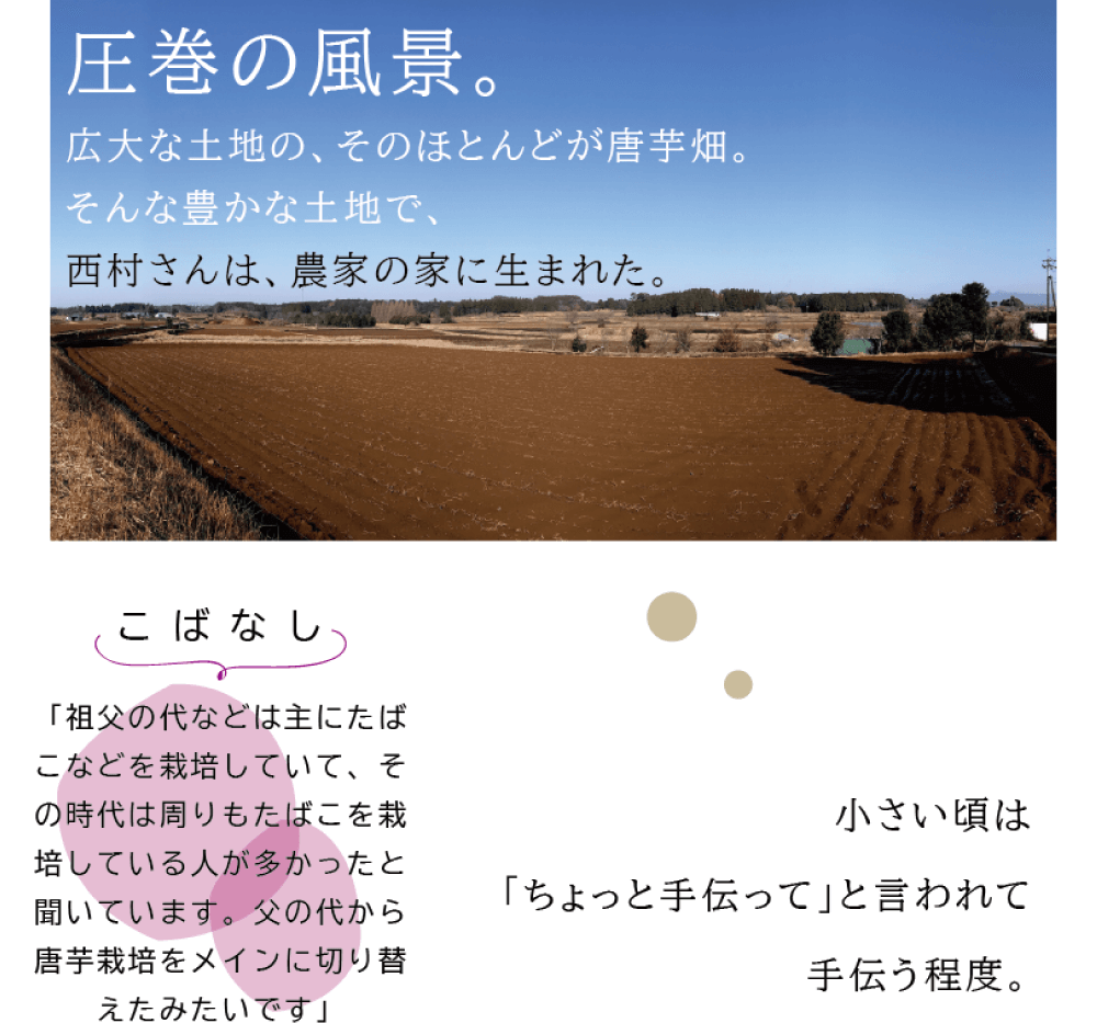 圧巻の風景。広大な土地の、その殆どが唐芋畑。その豊かな土地で、 西村さんは、農家の家に生まれた。 （広大な唐芋畑の写真）圧巻の風景。広大な土地の、その殆どが唐芋畑。その豊かな土地で、 西村さんは、農家の家に生まれた。 （広大な唐芋畑の写真）小さい頃は、「ちょっと手伝って」と言われて手伝う程度。