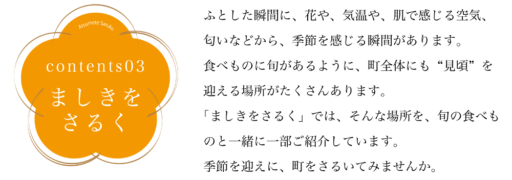 コンテンツ03ましきをさるく ふとした瞬間に、花や、気温や、肌で感じる空気、匂いなどから、 季節を感じる瞬間があります。 食べ物に旬があるように、町全体にも、”見頃”を迎える場所がたくさんあります。 「ましきをさるく」では、そんな場所を、旬の食べものと一緒に一部紹介しています。 季節を迎えに、町をさるいてみませんか。