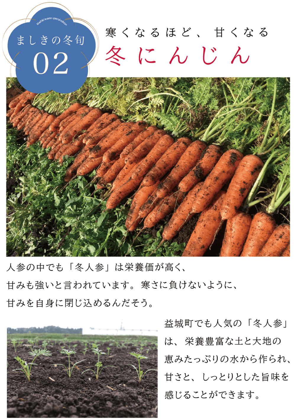 益城の冬旬02寒くなるほど、甘くなる冬にんじん 人参の中でも「冬人参」は栄養価が高く、 甘みも強いと言われています。寒さに負けないように、 甘みを自身に閉じ込めるのだそう。（収穫されたニンジンの画像）益城町でも人気の「冬人参」 は、栄養豊富な土と大地の 恵みたっぷりの水から作られ、 甘さと、しっとりとした旨味を 感じることができます。 （畑で芽吹くニンジンの芽の画像）