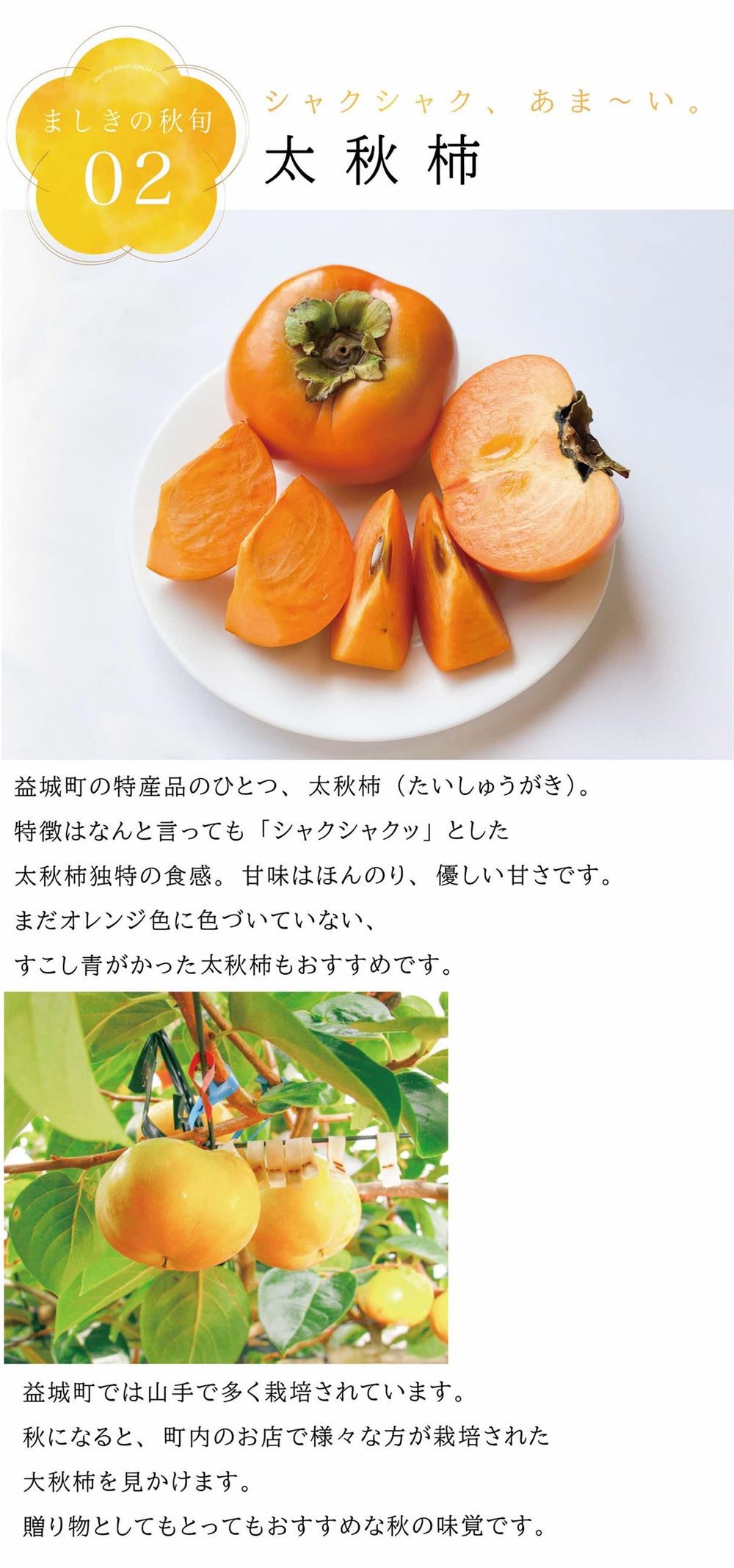 秋旬008