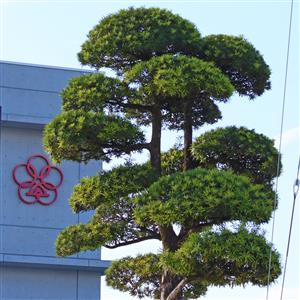 町の木マキ
