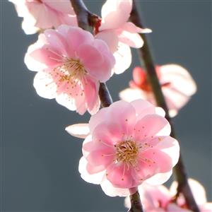 町の花ウメ