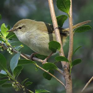 町の鳥ウグイス
