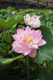 秋津川河川公園に咲くハスの花