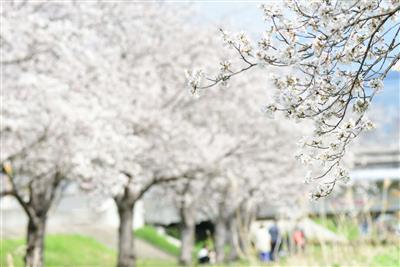 「秋津川河川敷の桜並木」撮影者：吉川淳一さん
