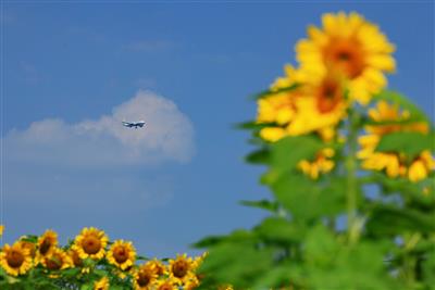 飛行機とひまわり