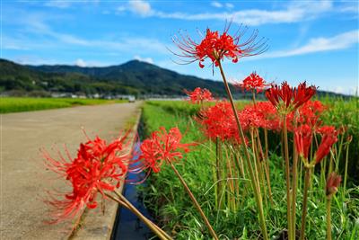 畦道に咲いた彼岸花