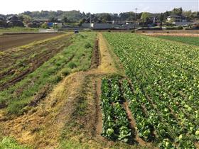 右横ずれした畔(堂園地区)