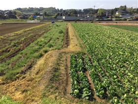 右横ずれした畔（堂園地区）